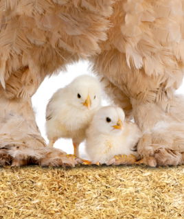 Pollito-mam-copia.jpg