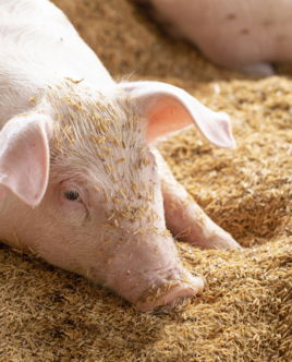 Cerdito-solo-copia.jpg