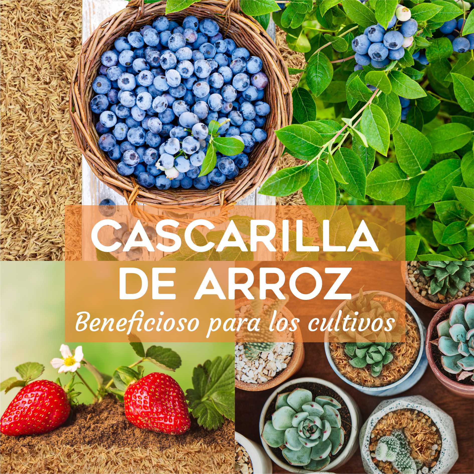 Cascarilla-para-cultivos.jpg